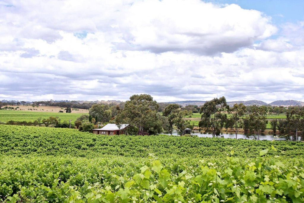 Stonewell Cottages Vineyards External Xmas in the Vines at Stonewell Cottages